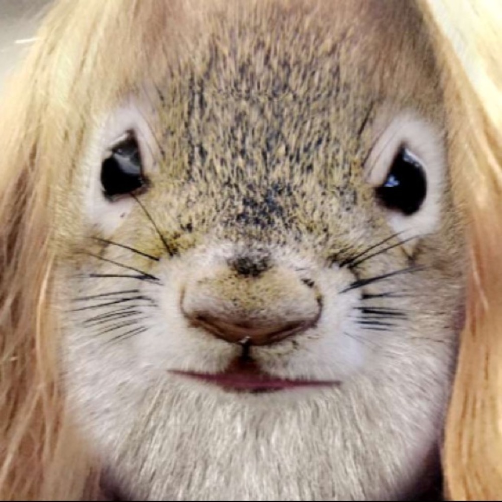 Meet your Posher, Liyls